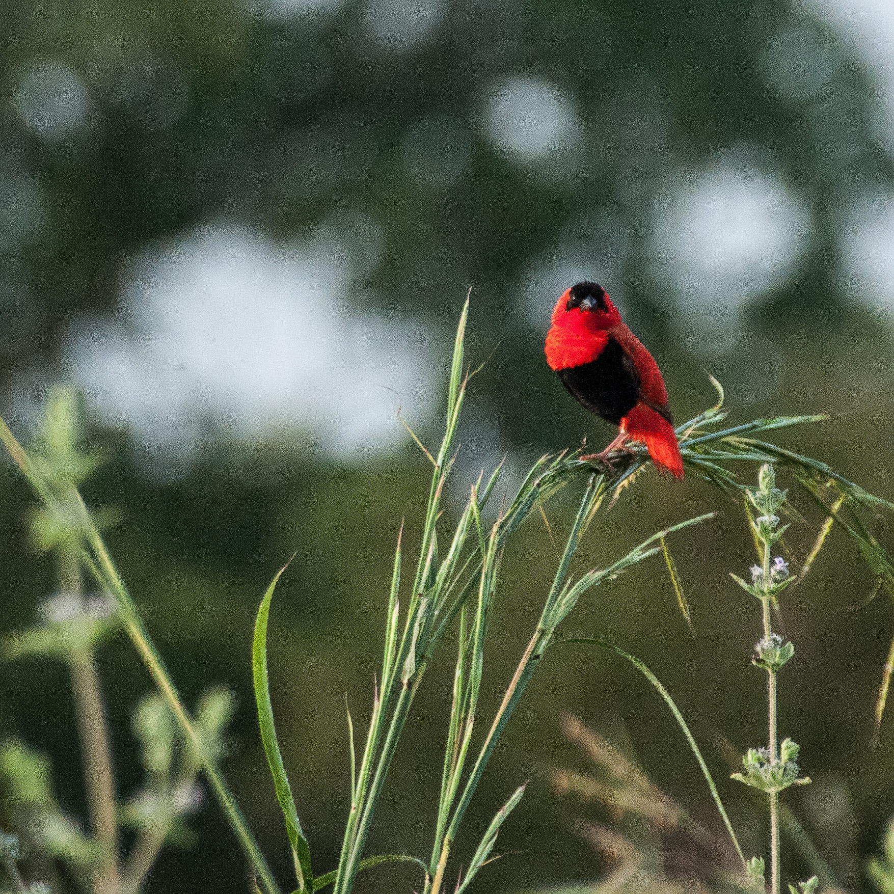 Euplecte Franciscain (Northern red bishop, Euplectes franciscanus), mâle nuptial sur de hautes graminées, Réserve de Fathala, Sénégal.